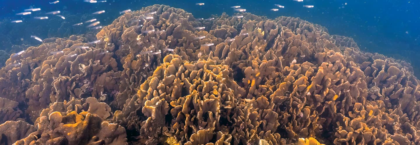 Image of coral underwater