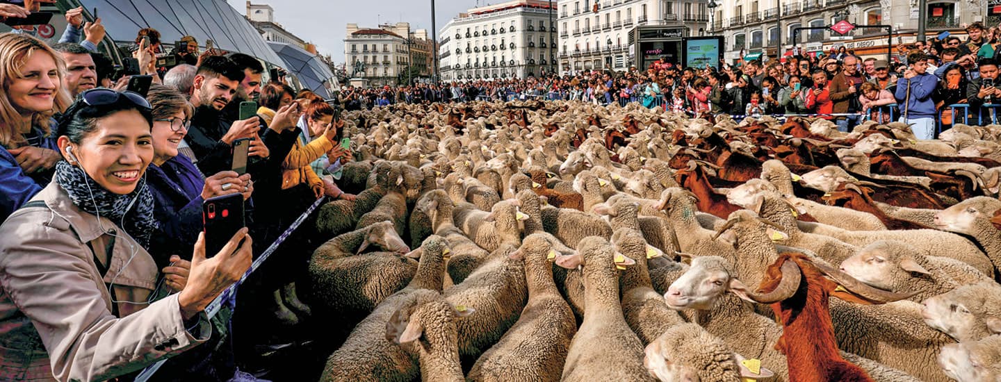 Photo of huge crowd of lambs being guided through a parade of cheering people