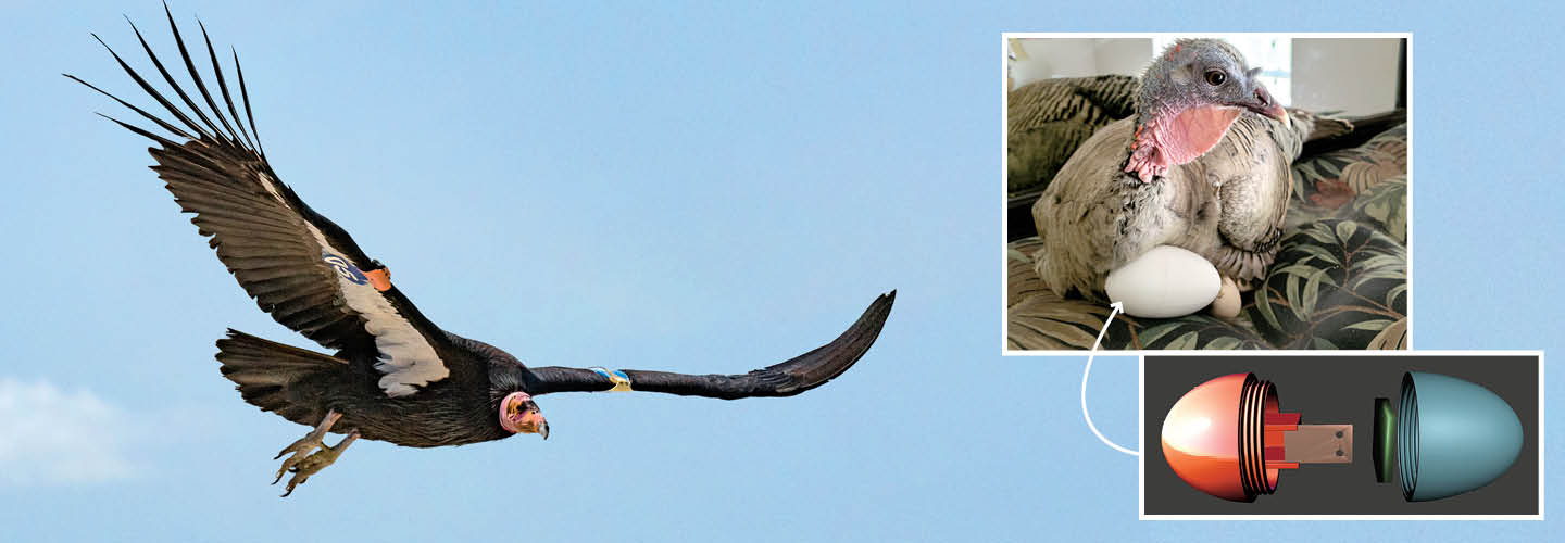 Image of a large bird with a close-up of a red and green device attached to it