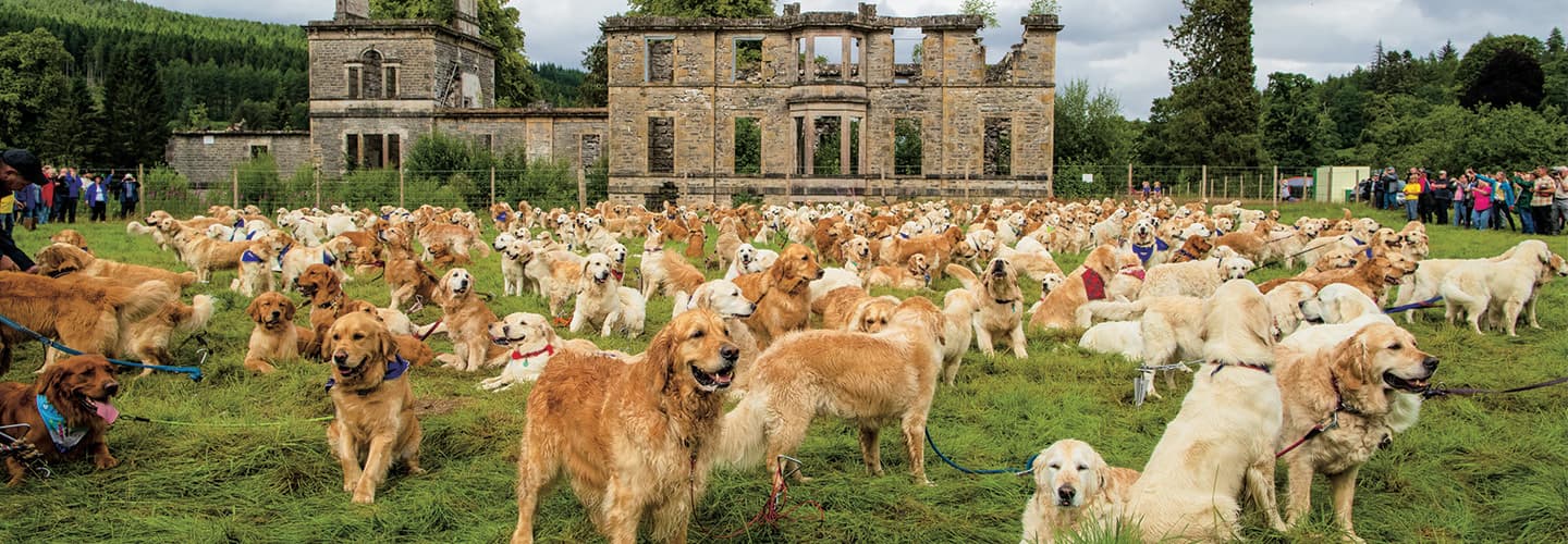 Photo of a large field filled with golden retrievers