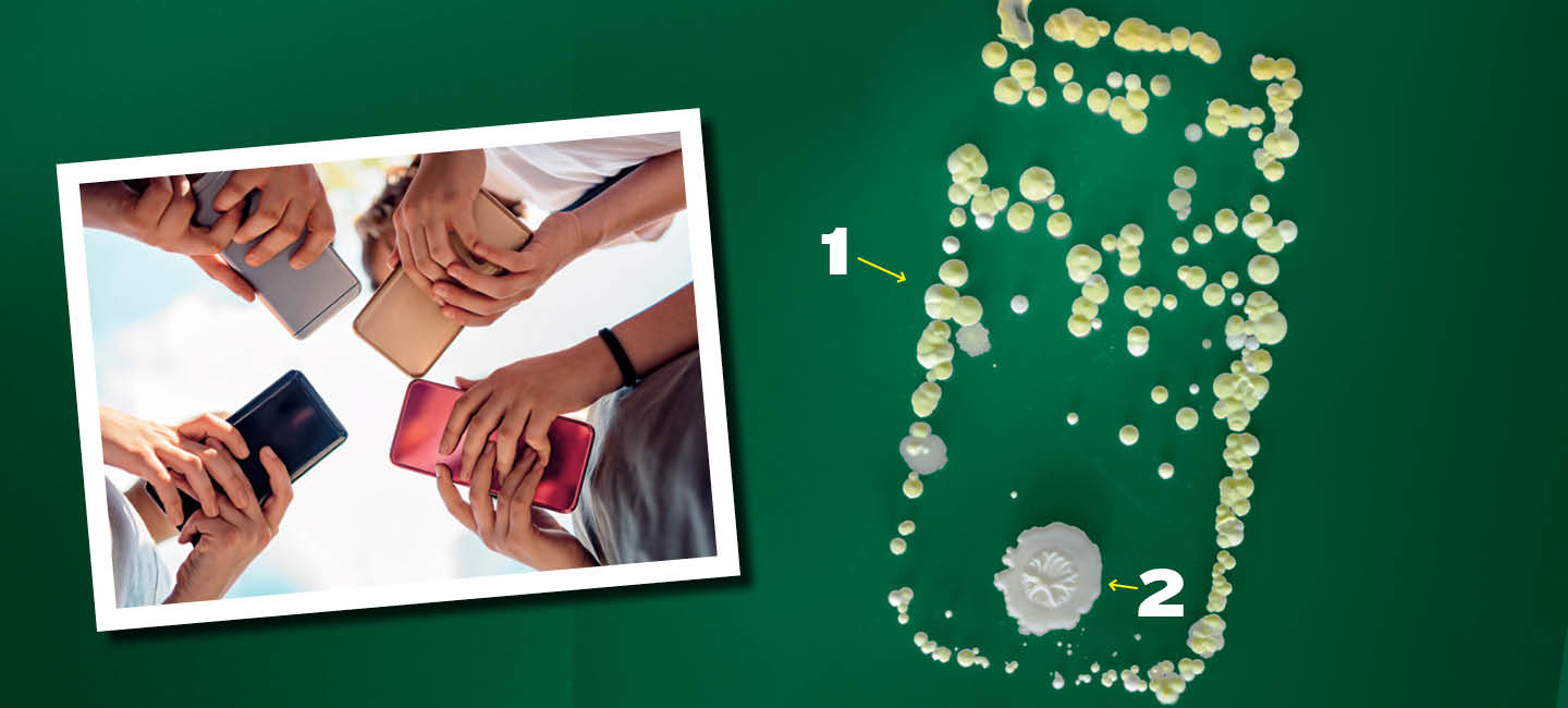 Image of people on their phones and image of bacteria on phone